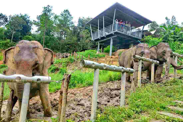 ChangChill Elephant Sanctuary